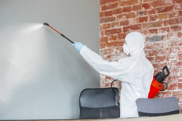Best Black Mold Removal  in Green Hill, TN