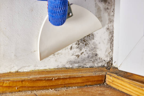 Best Forensic Mold Investigation  in Green Hill, TN